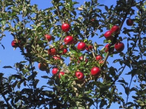 Auer-Apfel